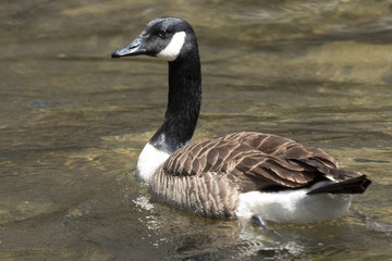 Canada Goose in Australasia