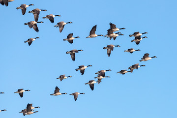 Canada Goose in Australasia
