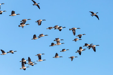 Canada Goose in Australasia