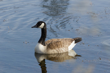 Canada Goose in Australasia