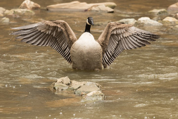 Canada Goose in Australasia