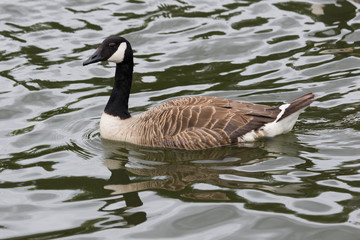 Canada Goose in Australasia