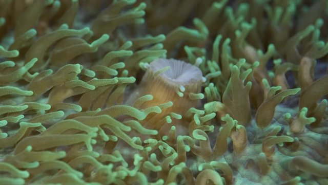 Close-up of polyps Short tentacle plate coral (Cycloseris tenuis). Super macro 2:1, underwater shot, 4K / 50fps, underwater shots