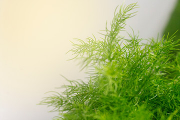 small leaf of tree with light