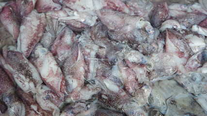 fresh squids in the market