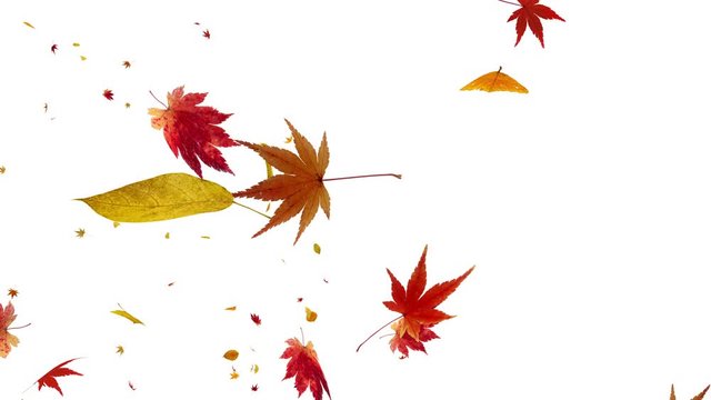 Autumn leaves dance in wind