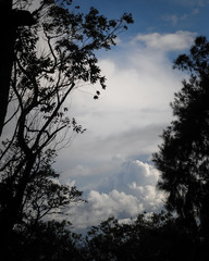 Arboles y nubes