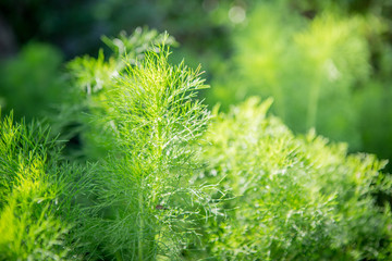 Beautiful green leaf with sunlight