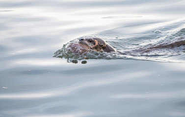 river otter