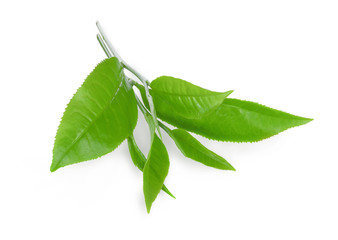Obraz premium fresh green tea leaf isolated on white background