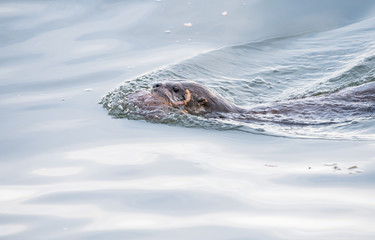 river otter