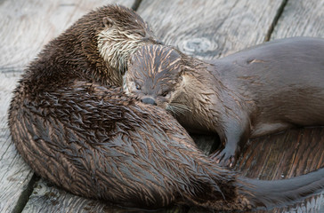 river otter