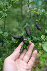 Fresh fingerlime in basket in natural light scene / farm concept / close up tree