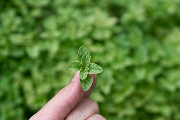 Close up oregano in hand with blurred oregano bush on the background / food ingredient / nature and abstract concept / Close up leaf