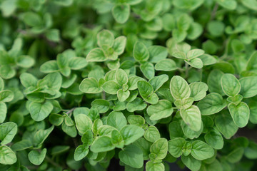 High quality close up oregano bush on the background / food ingredient / nature and abstract concept / Close up leaf