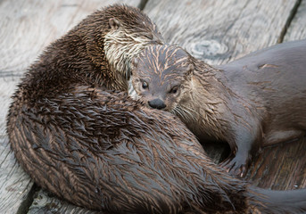 river otter