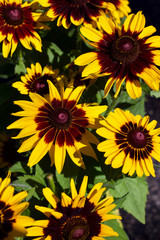 Fototapeta na wymiar Close-up view of bright yellow and red rudbeckia (black-eyed-susan) flowers in bloom