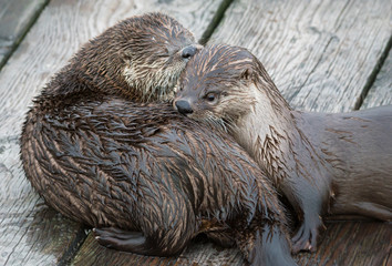 river otter
