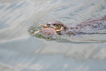 river otter