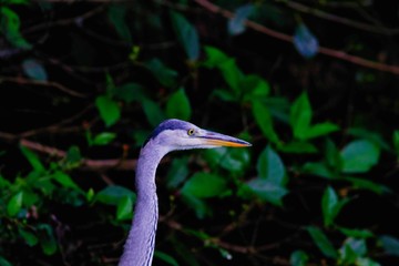 great blue heron in water