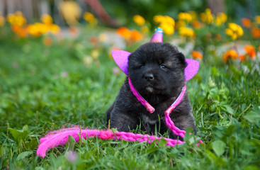 Black puppy with purple accessories on its head on the grass. American akita dog play in garden