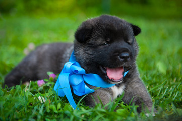 A puppy on grass with blue ribbon. American Akita dog