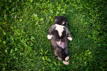 Naklejka na ściany i meble Small puppy on grass with flowers. American akita dog outdoors 