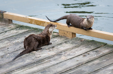 river otter