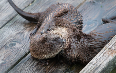 river otter