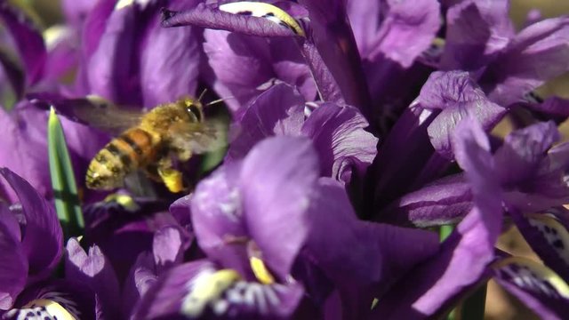european honey bee flying around purple irises