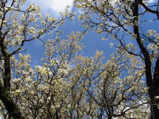 Bradford Pear Tree in Spring9