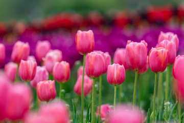 Pink tulips flower, in full bloom