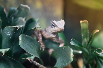 Thailand rare species of chameleon
