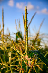 Row of sweet corn with pollen in a garden