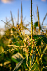 Row of sweet corn with pollen in a garden
