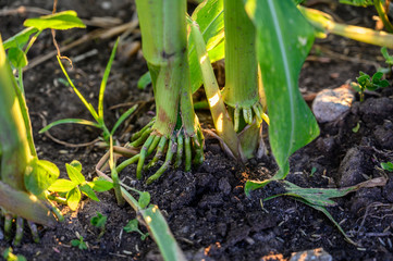 Root node and stalk of corn entering soil