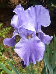 blue iris in garden © Christelle