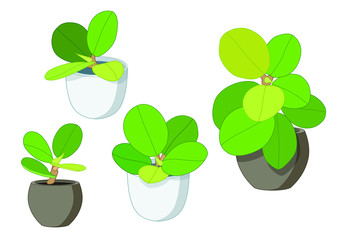 Green leaves trees in pots fresh on white background illustration vector