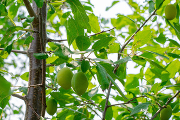 Green unripe apricots on a tree branch in a garden.