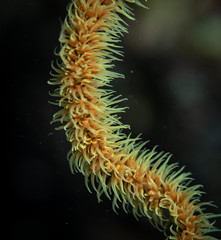 Macro upclose of coral polyps