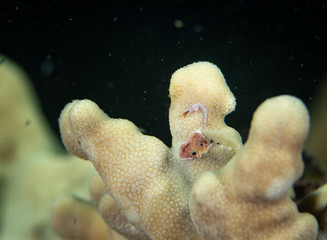 Macro upclose of coral polyps