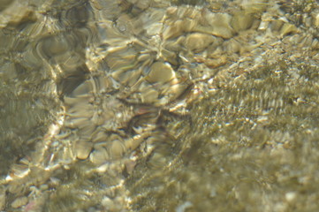 starfish