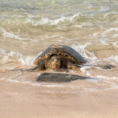 Green Sea Turtle on Beach-Hawaii