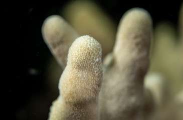 Macro upclose of coral polyps