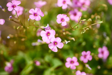 ピンクの花・カタバミ・アップ