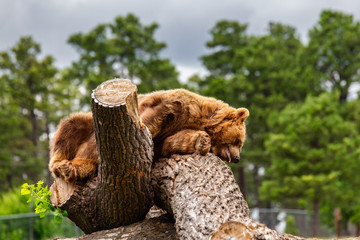 A brown bear laying sideways on a log at a zoo in a summer landscape