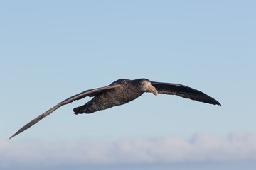 Northern Giant Petrel in Australasia