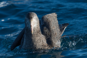 Naklejka premium Northern Giant Petrel in Australasia