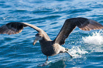 Northern Giant Petrel in Australasia