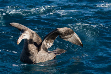 Naklejka premium Northern Giant Petrel in Australasia